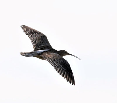 Simple pleasures of looking after our wildlife