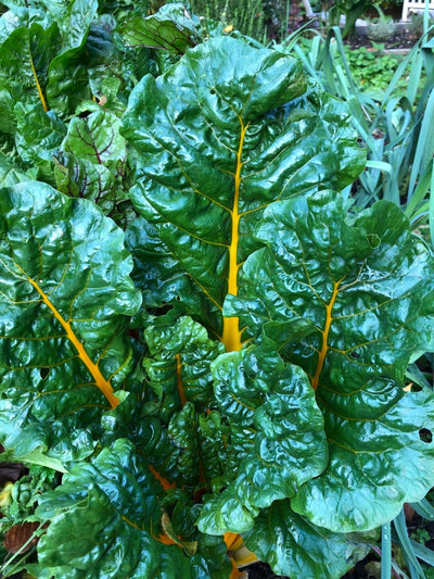 What’s left to eat in the garden?